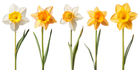 Wall Mural - set of beautiful yellow daffodil flowers, isolated over a transparent background, cut-out floral, perfume / essential oil, romantic wildflower or garden design elements PNG