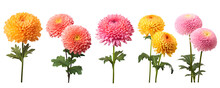 Set Of Beautiful Colourful Chrysanthemum Flowers, Isolated Over A Transparent Background, Cut-out Floral, Perfume / Essential Oil, Romantic Wildflower Or Garden Design Elements PNG
