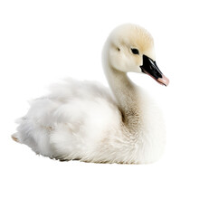 Baby Swan Isolated On Transparent Background,transparency 