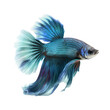 beautiful long tail betta fish isolated on transparent background