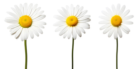 Wall Mural - set of beautiful white daisy flowers, isolated over a transparent background, cut-out floral, perfume / essential oil, romantic wildflower or garden design elements PNG