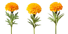 Set Of Beautiful Yellow Marigold Flowers, Isolated Over A Transparent Background, Cut-out Floral, Perfume / Essential Oil, Romantic Wildflower Or Garden Design Elements PNG