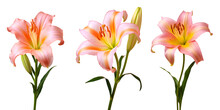 Set Of Beautiful Lily Flowers, Isolated Over A Transparent Background, Cut-out Floral, Perfume / Essential Oil, Romantic Wildflower Or Garden Design Elements PNG