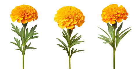 Wall Mural - set of beautiful yellow marigold flowers, isolated over a transparent background, cut-out floral, perfume / essential oil, romantic wildflower or garden design elements PNG