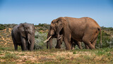 Fototapeta Sawanna - African elephants in the wild
