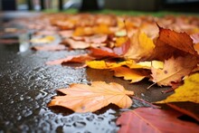 Wet Fallen Leaves On The Pavement After Rain