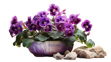 Gloxinia With Deep Purple Blooms In Stone Pot Isolated On Transparent Or White Background, PNG