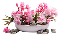 Orchid Cactus With Pink Blooms In Clay Pot Isolated On Transparent Or White Background, PNG