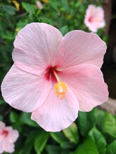  A Pink Flower With Green Leaves. It Appears To Be A Hibiscus Flower, Possibly A Hawaiian Hibiscus Or Chinese Hibiscus. The Flower Belongs To The Malvales Order And Is Also Known As Swamp Rose Mallow.