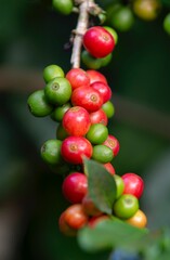 Sticker - Coffee beans ripening on a tree in Chiang Mai , Thailand