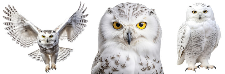 Wall Mural - Snowy owl collection (portrait, flying, standing), animal bundle isolated on white background as transparent PNG