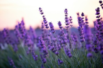 Poster - depth of field shot of perennial lavender plants