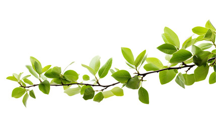 green tree branch isolated on transparent or white background, png