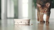 Hungry cat catching ang eating dry granules food from bowl on the floor. Domestic adorable red Abyssinian cat have lunch. Cute little best friends. Close up, low angle cinematic shot.
