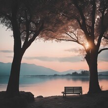 A Park Bench Is Sitting Next To Two Trees In Front Of A Body Of Water