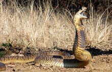 A Snake Is Seen On The Ground With Its Mouth Open