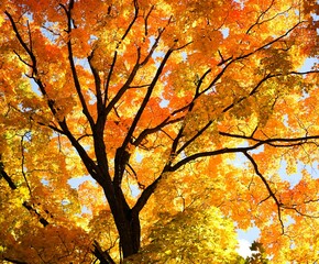 Wall Mural - Scenic view of a colorful tree in autumn