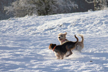 Two Dogs, Senior Beagle And Junior Bodeguero, Running And Playing Very Happy, With Smile, In A Field In The Forest In Winter Time All Covered With Snow, In Daylight With Sun.