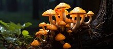 Orange Jack O Lantern Mushrooms Cluster Near A Tree With Copyspace For Text