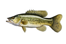 A High Quality Stock Photograph Of A Single Largemouth Bass Fish Isolated On Transparent Background