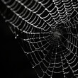 © karenfoleyphoto - Spider web on black