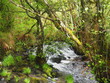 saltos de agua en el río catasol discurriendo entre la exuberante vegetación primaveral de los bosques gallegos, mellid, la coruña, galicia, españa