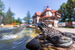 Swieradow Zdroj, Poland ; sculpture of a frog by the fountain - the spa house 