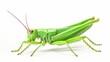 Isolated on white, a green grasshopper with pink wings. macro close shot of Chondracris rosea, orthoptera, bug collection, design element