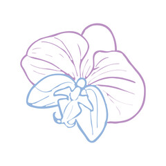 Wall Mural - Orchid tropical flower head. Vector hand drawn illustration in pastel for design of card or invite, logo