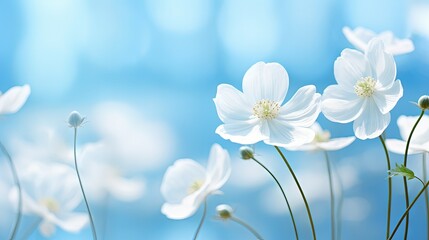 Poster - Spring forest white white flowers anemones on blue background in nature. Beautiful blue bokeh. Copyright toning.
