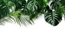 Green Leaves Of The Bush Monster Palm Rubber Factory. Pine Trees. Bird's Nest Ferns. Indoor Flower Arrangements. Nature Park. Isolated Background On White Background.