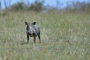warthog in the savannah of africa