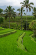 Rizières en terrasses de Jatiluwih, à Bali