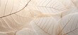 Closeup of abstract beige white translucent layered leaves, macro nature organic background texture pattern