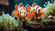 clownfish underwater 