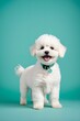 Pet- my white bichon looking at me cutely. A picture of a baby dog. Generative AI