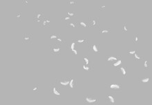 Abstract White Bird Feathers Falling In The Air. Floating Feathers. Softness Of Feather On Gray Background.