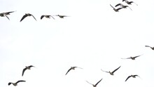 Flock Of Geese Is Flying Towards