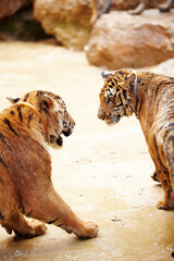 Wall Mural - Nature, animals and tiger fight in zoo with playful cubs in mud with fun, endangered wildlife and water. Big cats playing together, park or river in Thailand for safari, outdoor action and power.