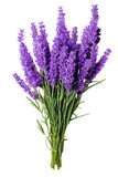 Fototapeta Lawenda - Lavender flowers isolated on white background PNG