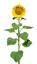 Sunflower In Full Bloom