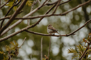 Wall Mural - Bird in nature