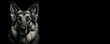 Black and white portrait of a German Shepherd dog isolated on black background banner with copy space