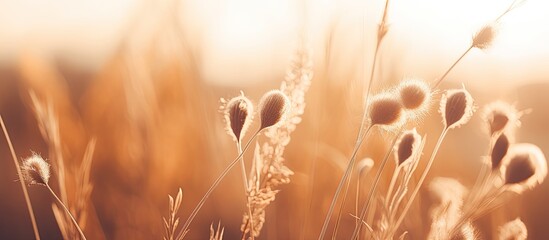 Poster - Dried thorny wildflowers plants in wilderness Abstract warm landscape golden summer hour Stunning nature wallpaper sepia brown filter Sunny garden blooms