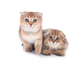 Sticker - scottish fold and higland fold kitten in studio