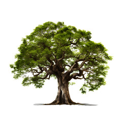 Wall Mural - Beautiful big green tree on transparent background PNG for use in project decoration.