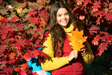 Poster - positive kid with backpack on autumn leaves background