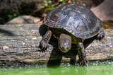 żółw błotny żyjący w bagiennym środowisku