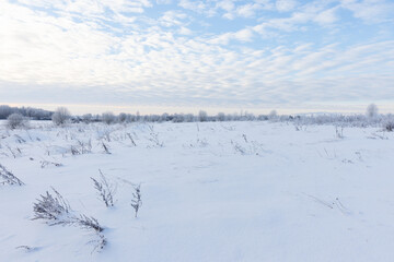 Wall Mural - Winter landscape with frozen grass, snowy field and bare trees under cloudy blue sky