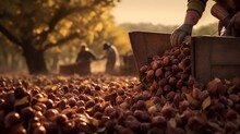 Harvesting Of Chestnuts In The Countryside Of Sicily, Italy